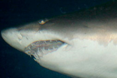 nca-shark