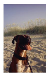 dog on carolina beach