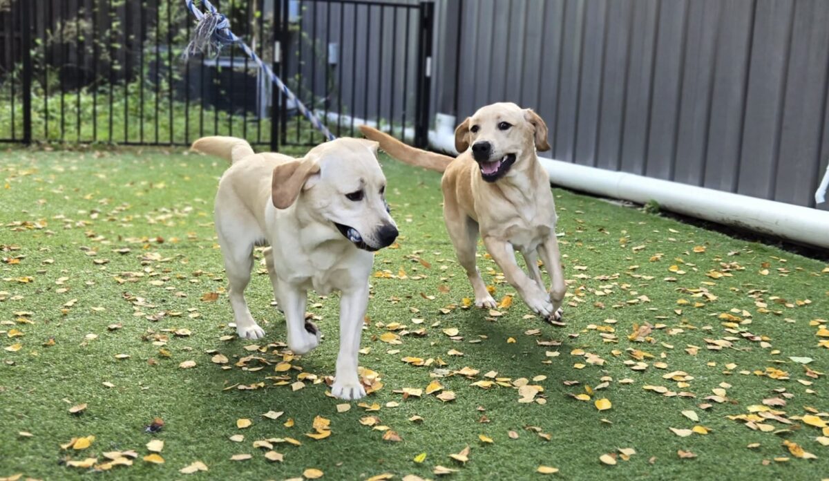 Zoomies for a Cause 5K + 1-Mile Walk