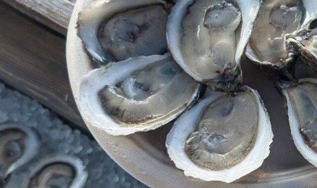 Raw Bar Pop-up: The Oyster Girl NC